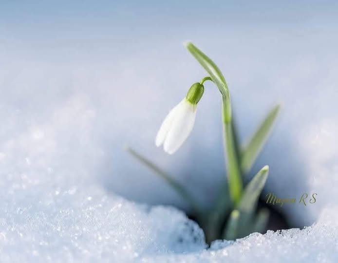 Vine primăvara. Ce temperaturi vor fi săptămâna viitoare în România