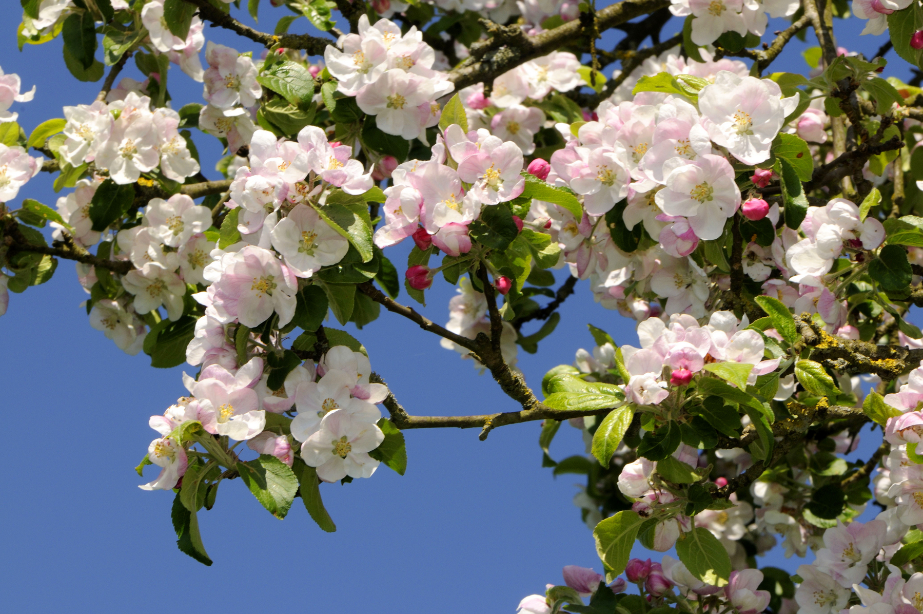 Meteorologii anunță vreme caldă până la începutul lunii aprilie. Estimări ANM pentru următoarele patru săptămâni